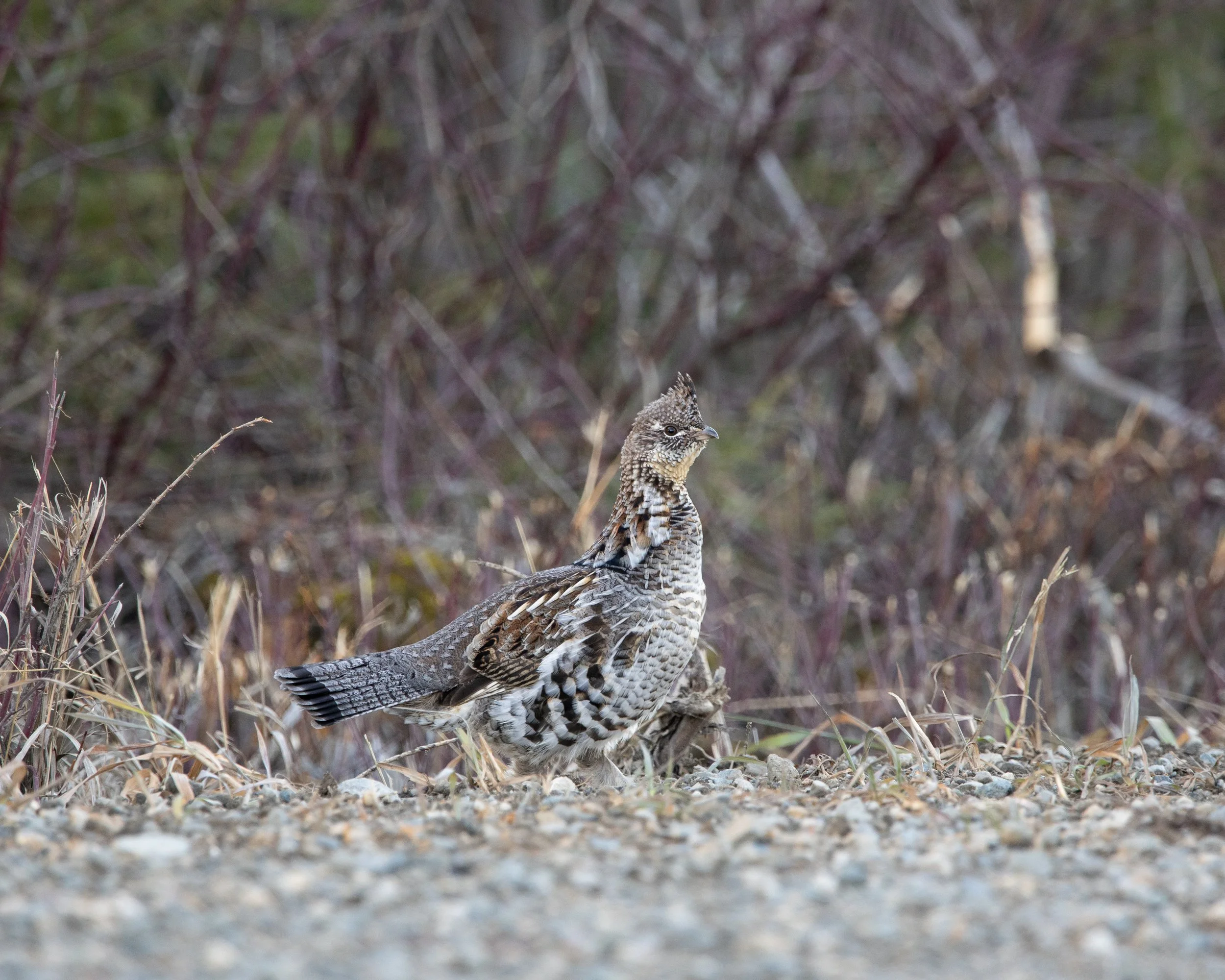 Ruffed Grouse
