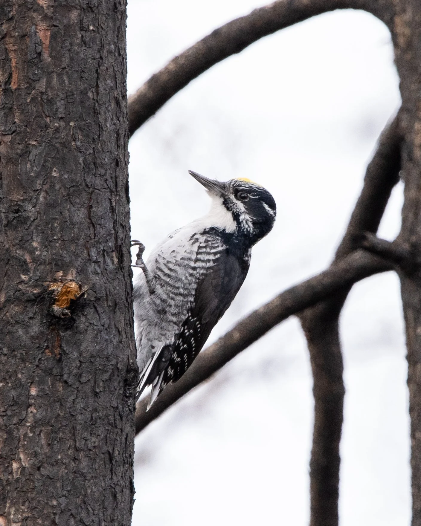 American Three-toed Woodpecker