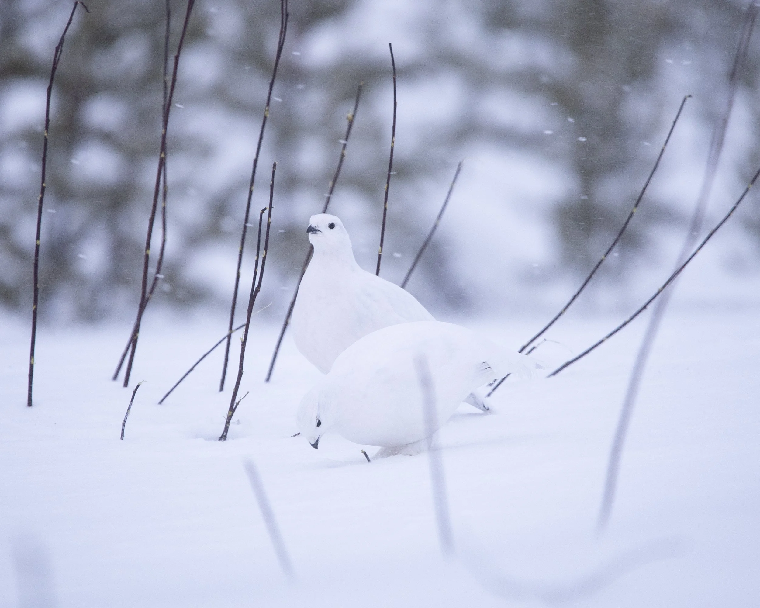 Willow Ptarmigan