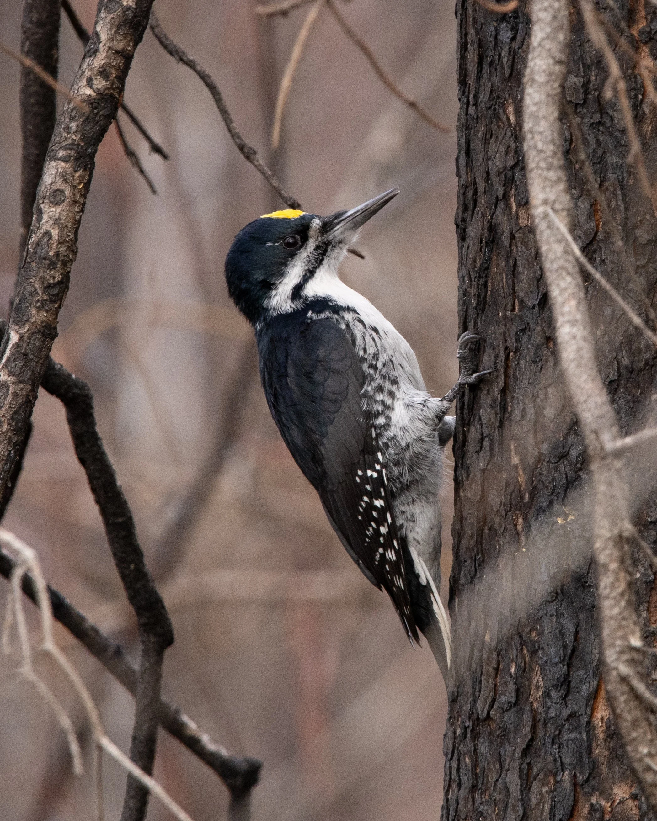 Black-backed Woodpecker