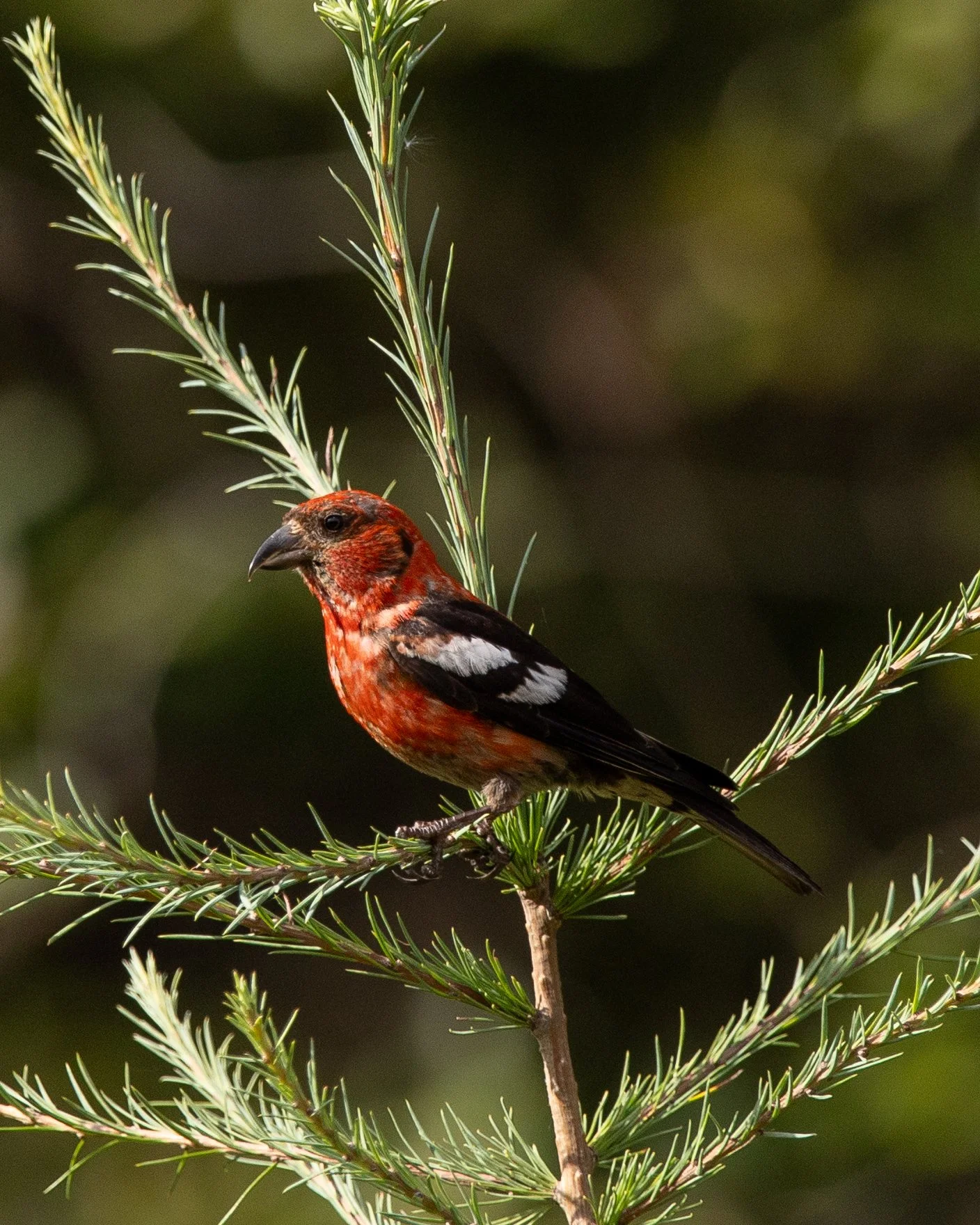 White-winged Crossbill