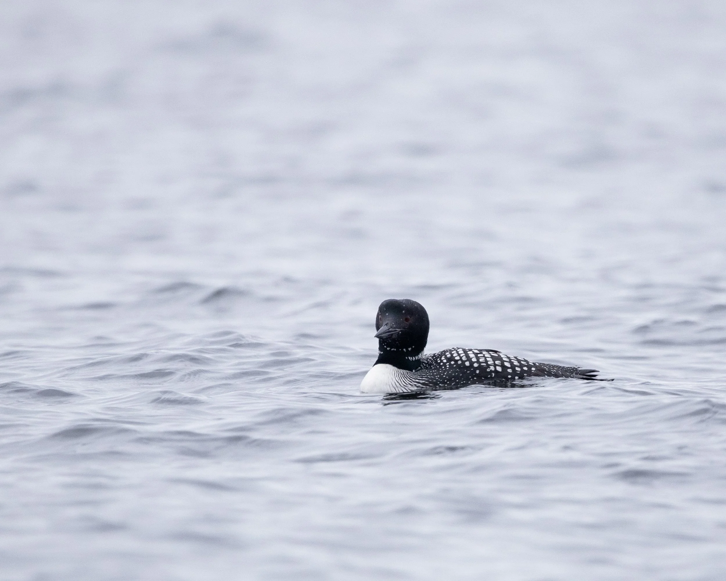 Common Loon