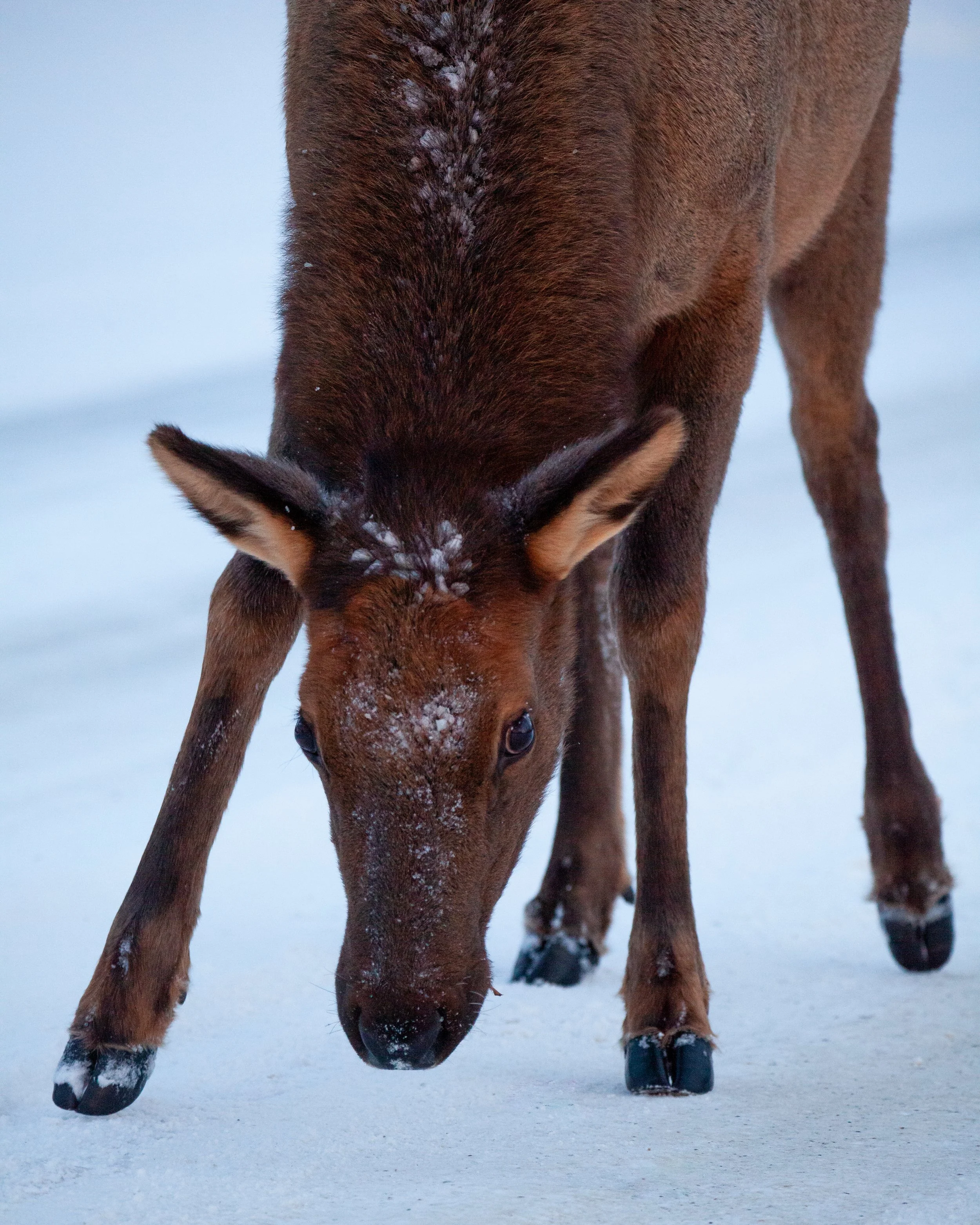 ElkPortrait (1 of 1).jpg