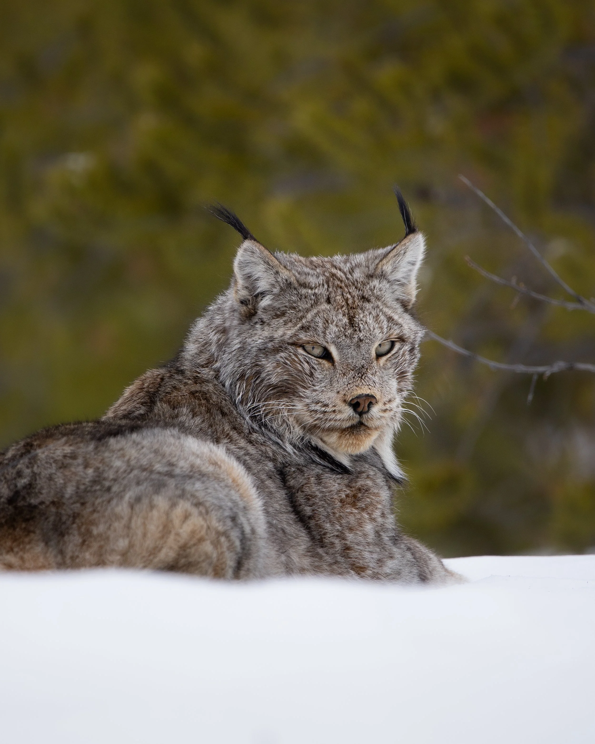 LynxApr152025-6.jpg