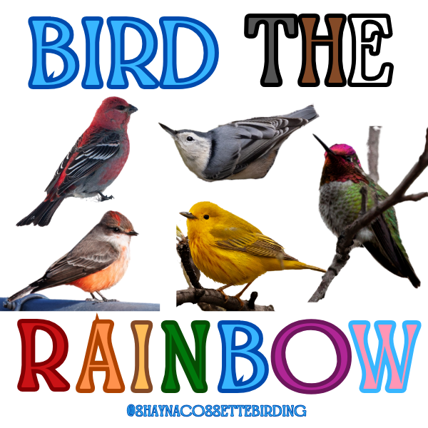 Bird The Rainbow.png
