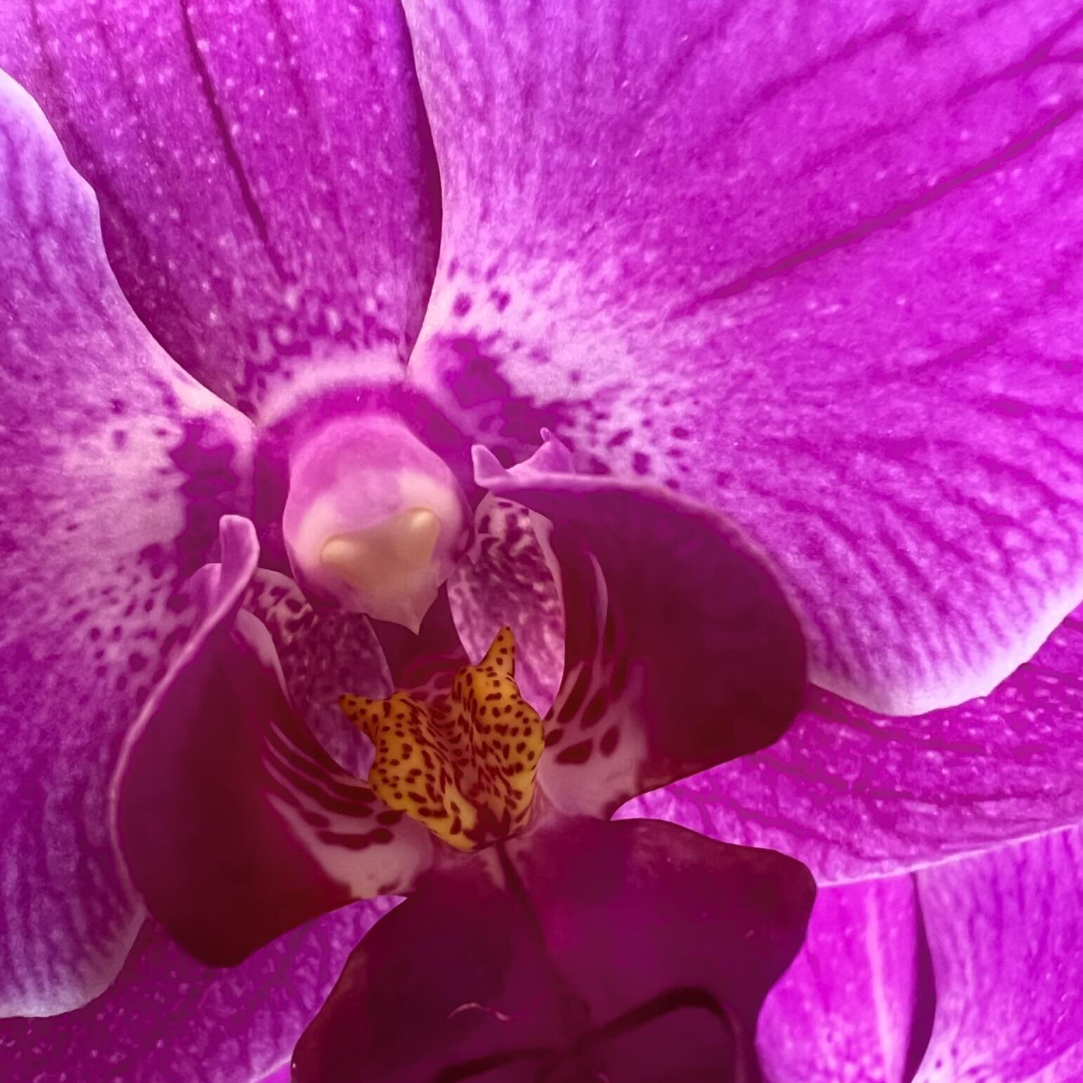 Arguably the best color to ever exist! I would know&hellip; 😉 #orchid #magenta #artistturnedflorist