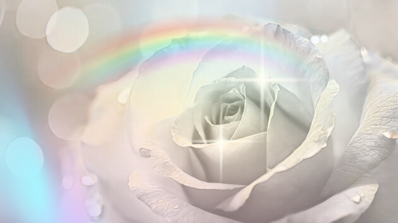 white rose soft rainbow.png