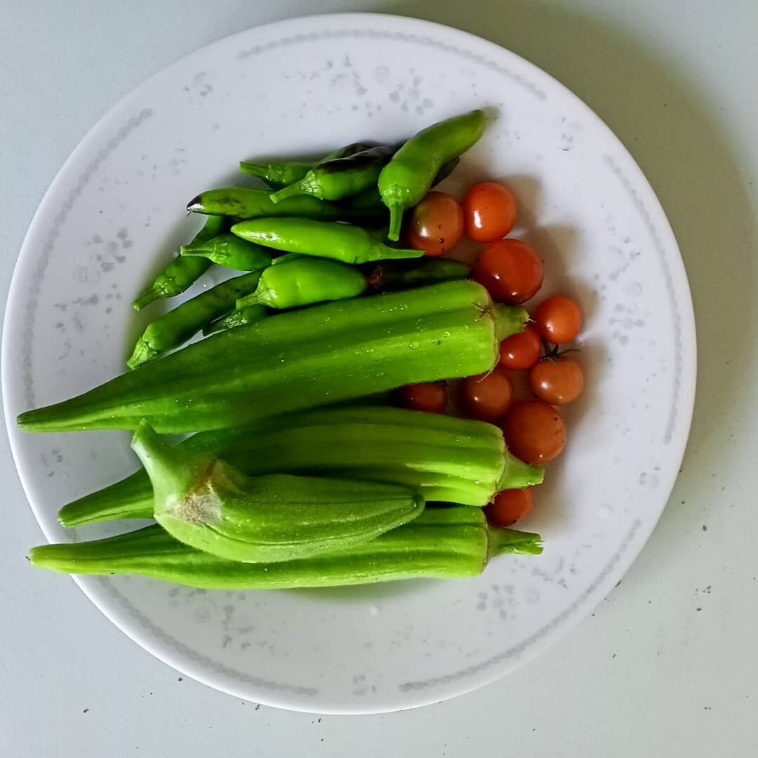 Home grown chili okara and cherry tomatoes.
#freshproduce#veganrecipes#veggiegarden#healthyfood#spicyfoodlover