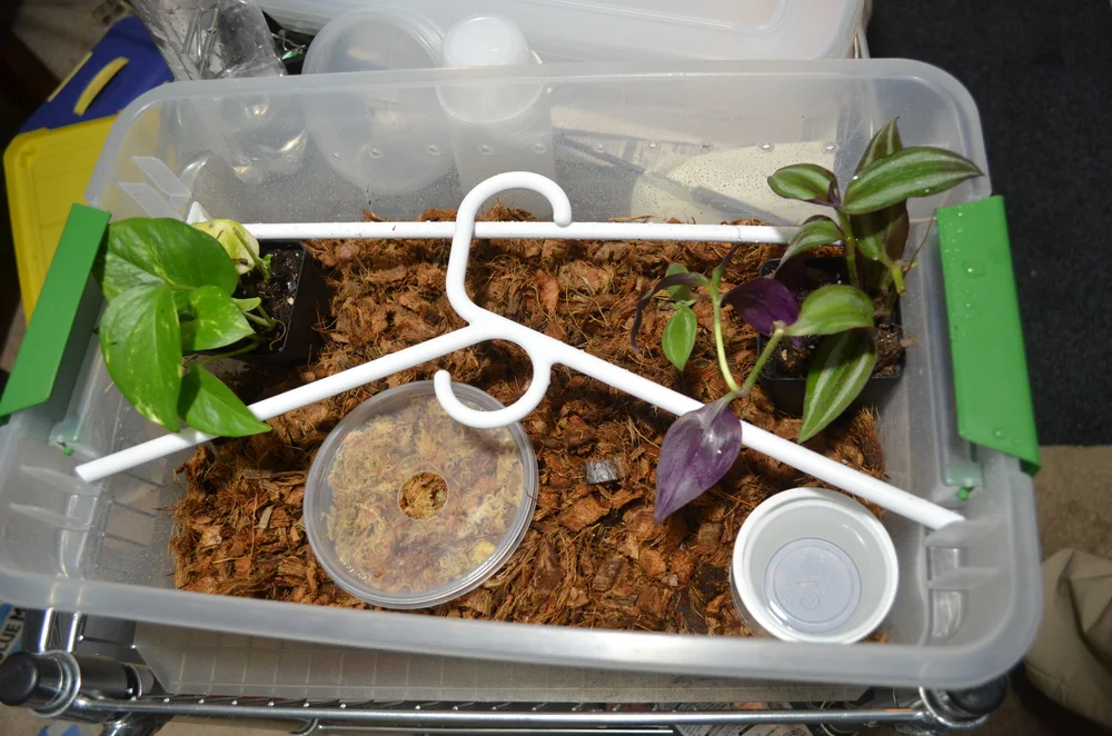 Leopard Gecko Tub Setup