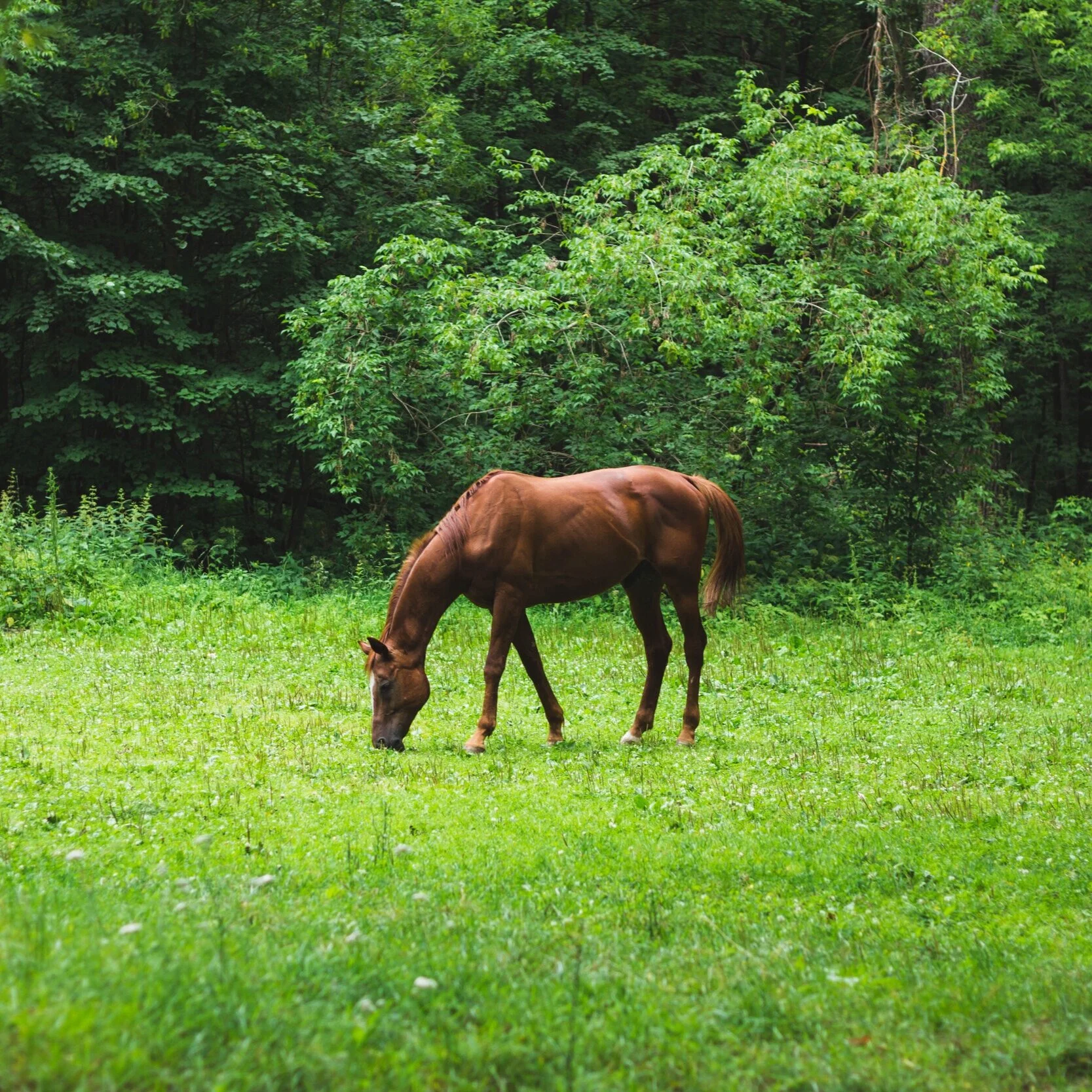 Proceedings of the Royal Society B: Biological Sciences