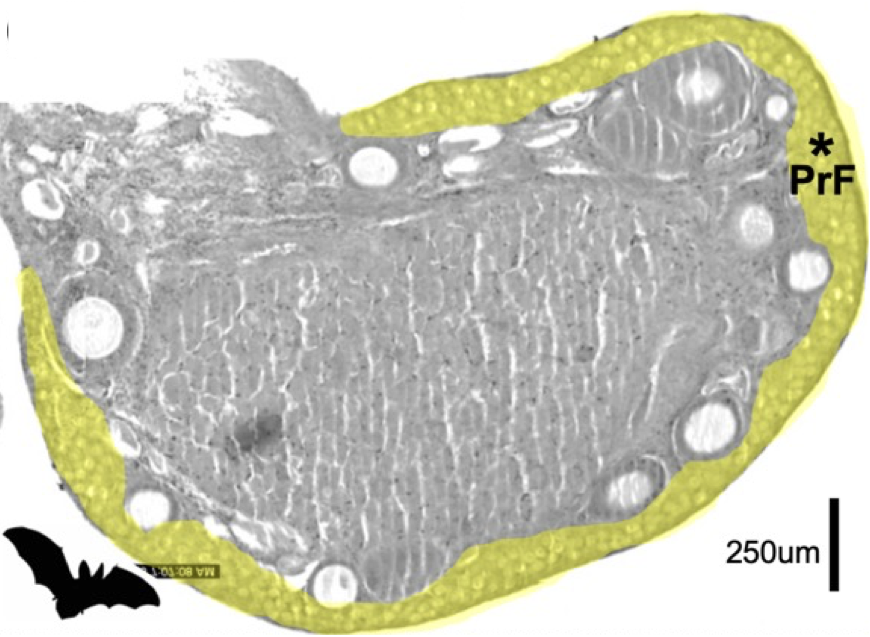 PI Sears interviewed about her research on women's health and bats