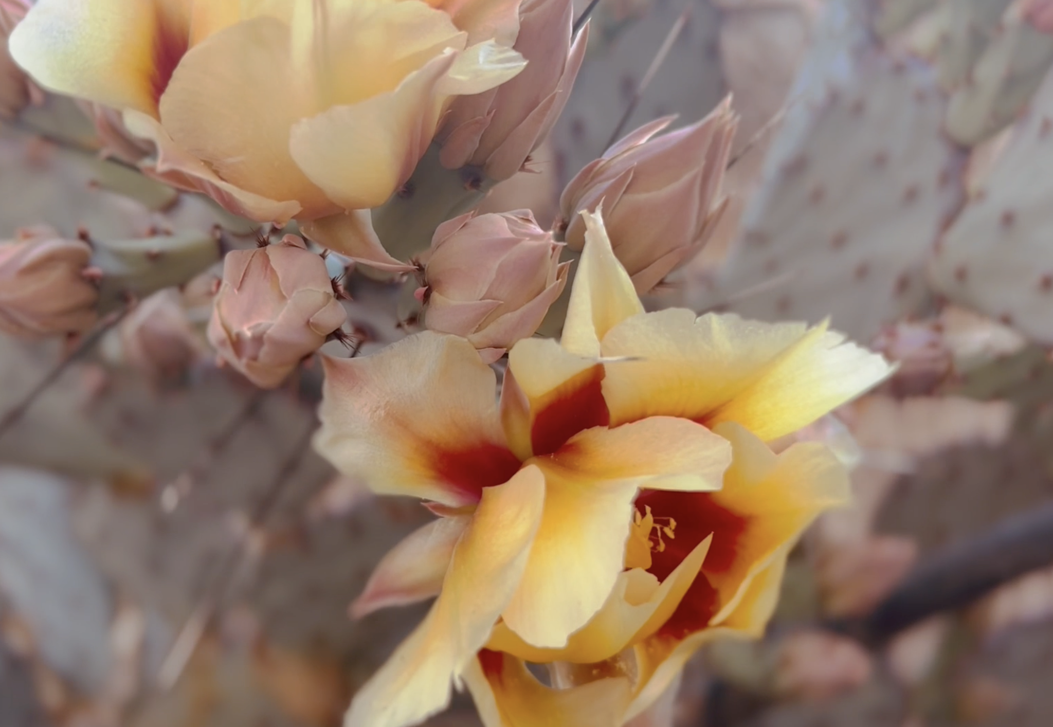 fire prickly pear.png