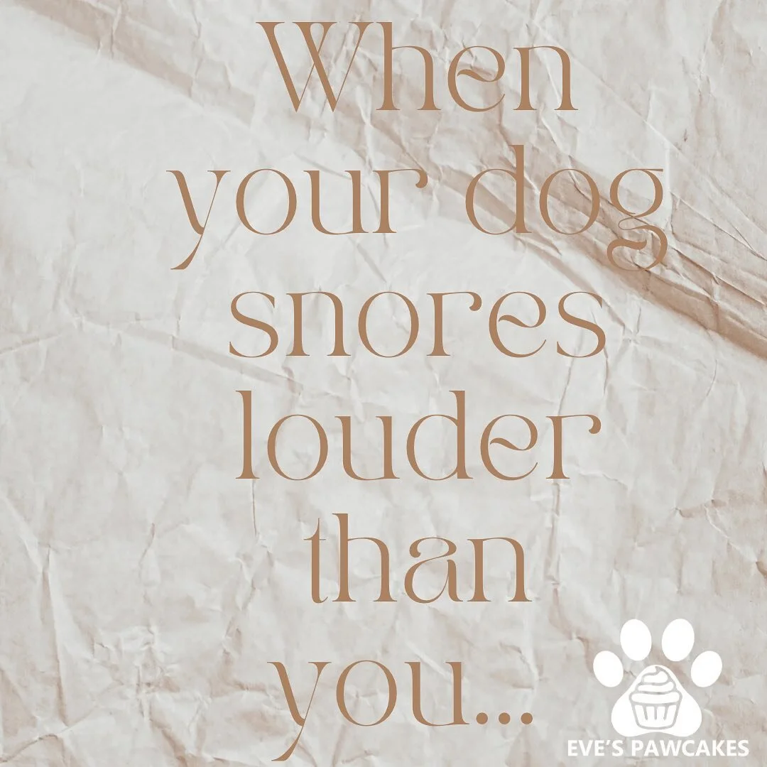 When you’re about to fall asleep π€ and then you think you startled yourself but it was your πΆ dog who snoring up a storm… 
* Reason 1559 why we β€οΈ our pups! 
Spoil them @ evespawcakes.com
#dogs #pets #snores #pupsofinsta #doglifeπΎ #
