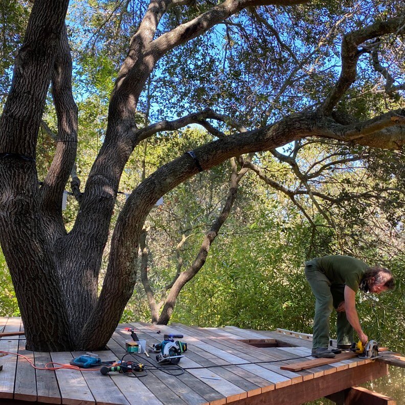 Reclaimed redwood deck on a beautiful oak tree ❤️🌲 endless treehouse possibilities. #tb #treehouse #tinyhouse #elevated #innature #flowing #inthewind #dancinghouse