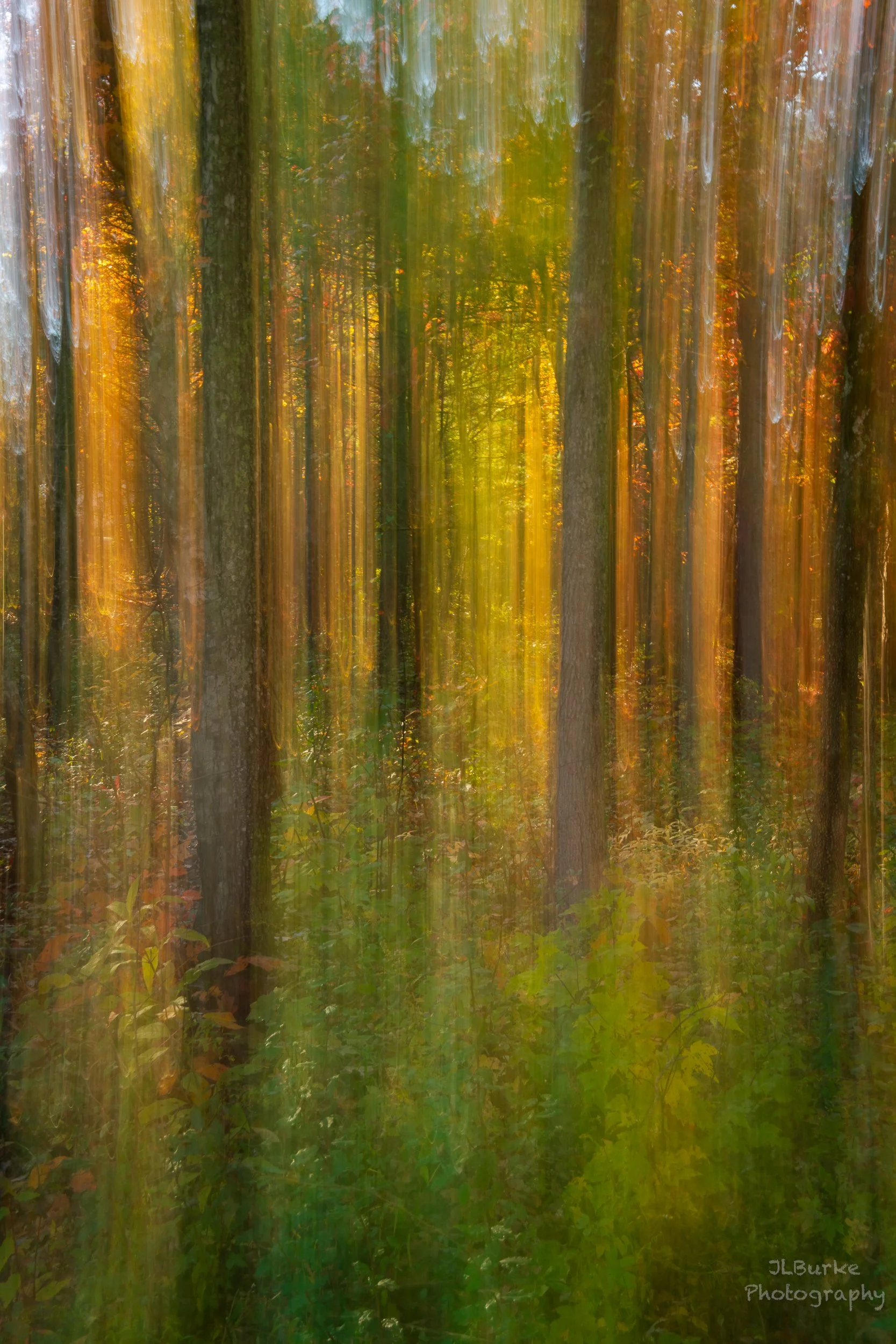 New%22Forest Dream%22 I-W.jpg