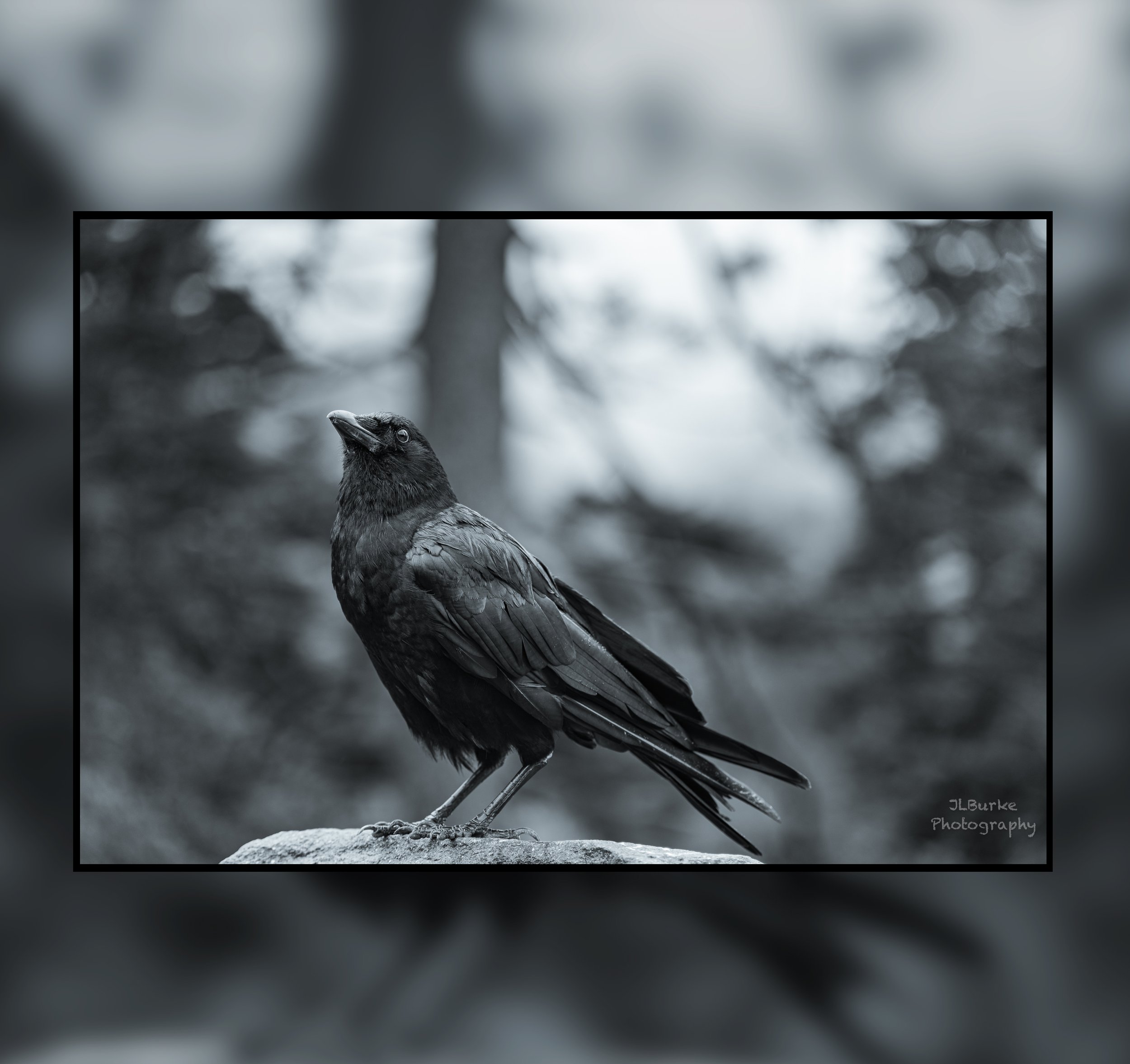 Crow Staring IG Crop.jpg