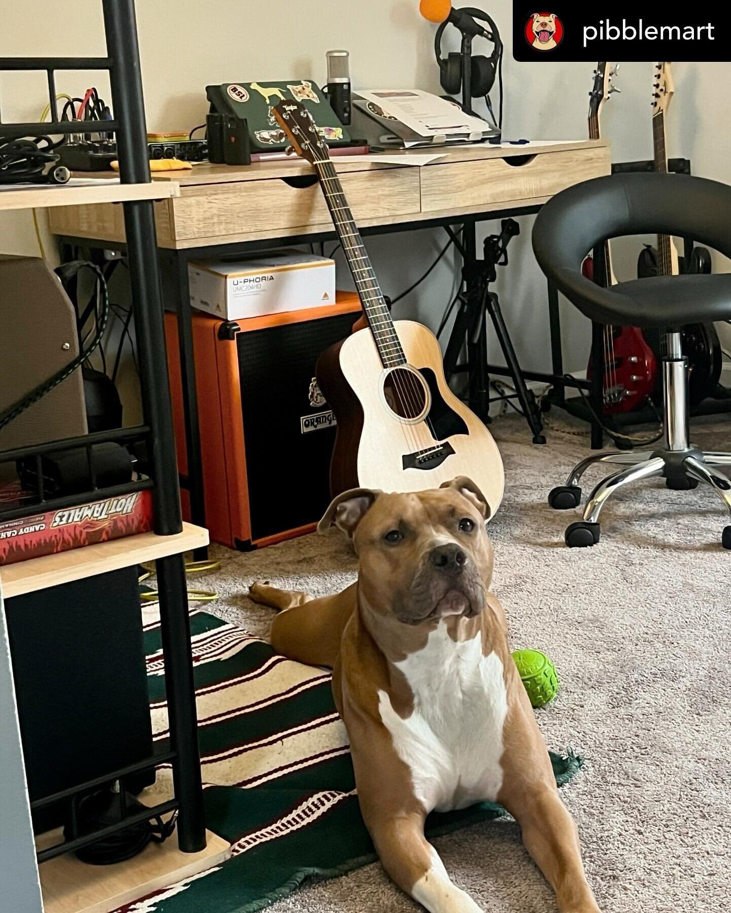 Thanks, Finn! #repost: @pibblemart Finn&rsquo;s hanging out and helping me learn to play an old favorite from @the_honeycutters 🐾❤️🐾🤞🏼his face? Is that skepticism? 🤔