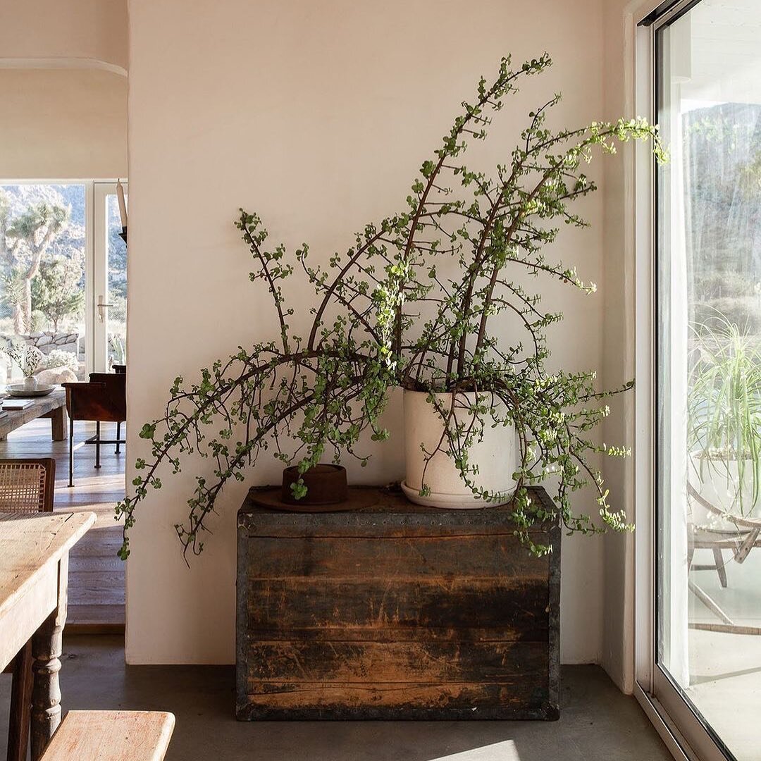 More proof that sometimes all you need is an amazing plant. This one blows my mind! Beautiful vignette by @sarahsolis with photography by @shadedeggesphotography