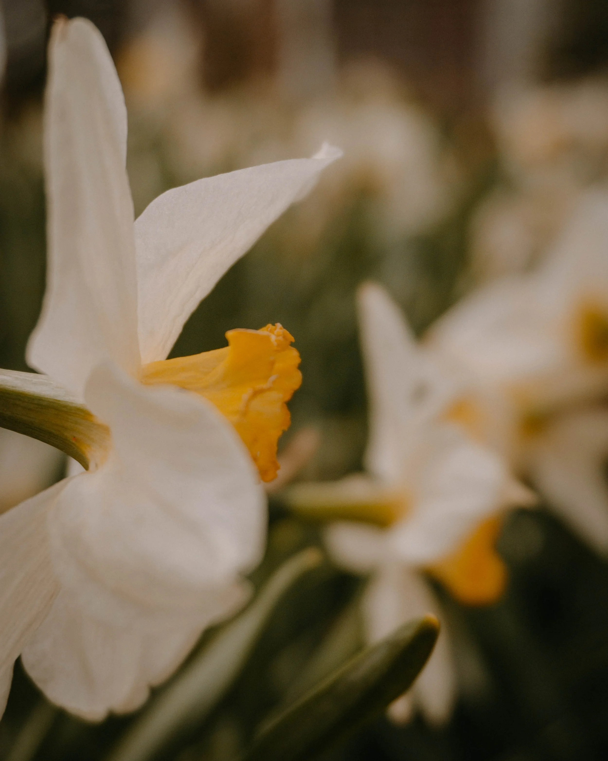 A paperwhite daffodil is in focus while several other daffodils are blurred in the background.