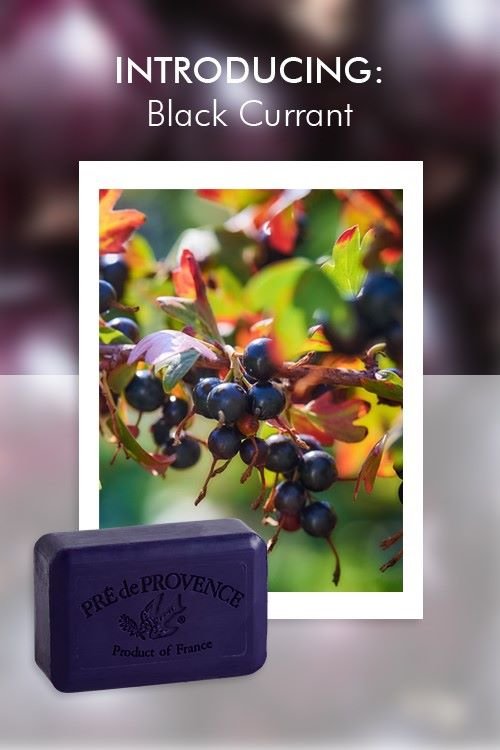BLACK CURRANT BAR SOAP