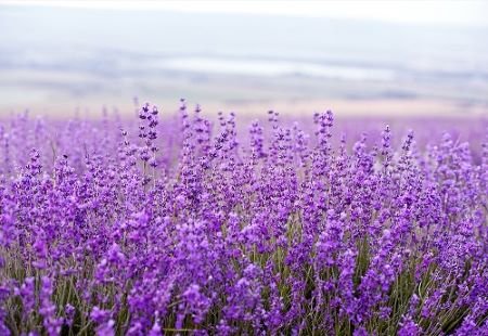 Lavender-Fields-2-450.jpg