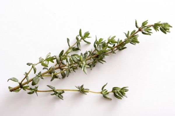 THYME FRINGE NAPKIN