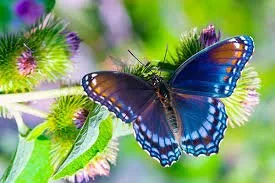 Butterfly-19.jpg