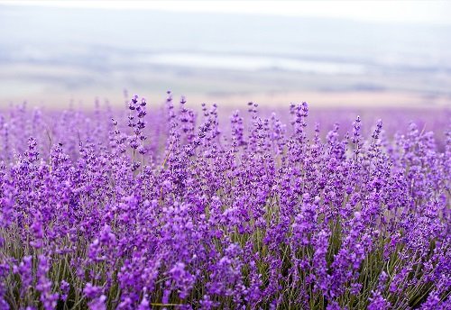 LAVENDER DECO MESH