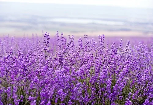 59012-Lavender-Fields-2-500.jpg