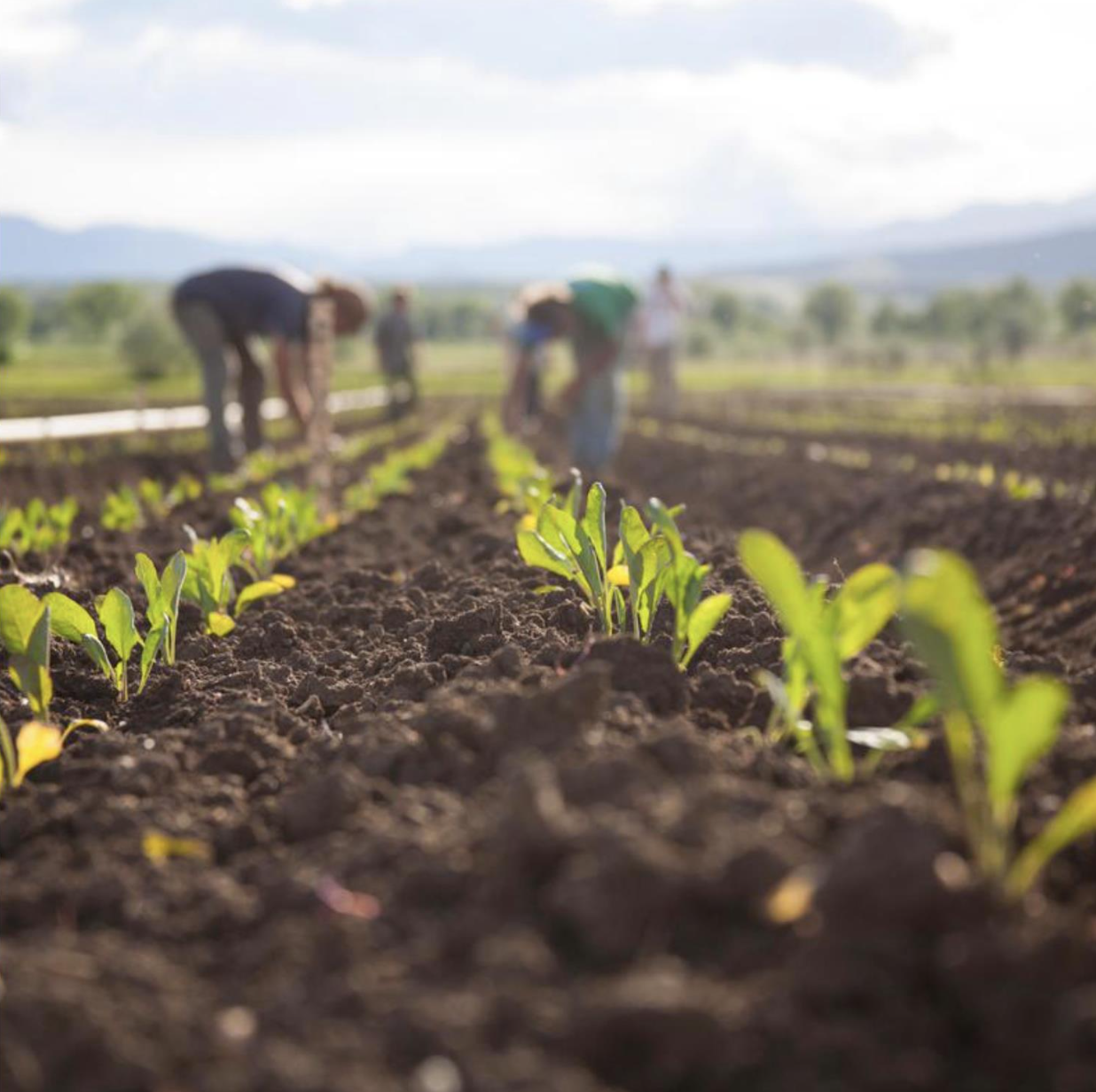 From Plowing to Chowing 