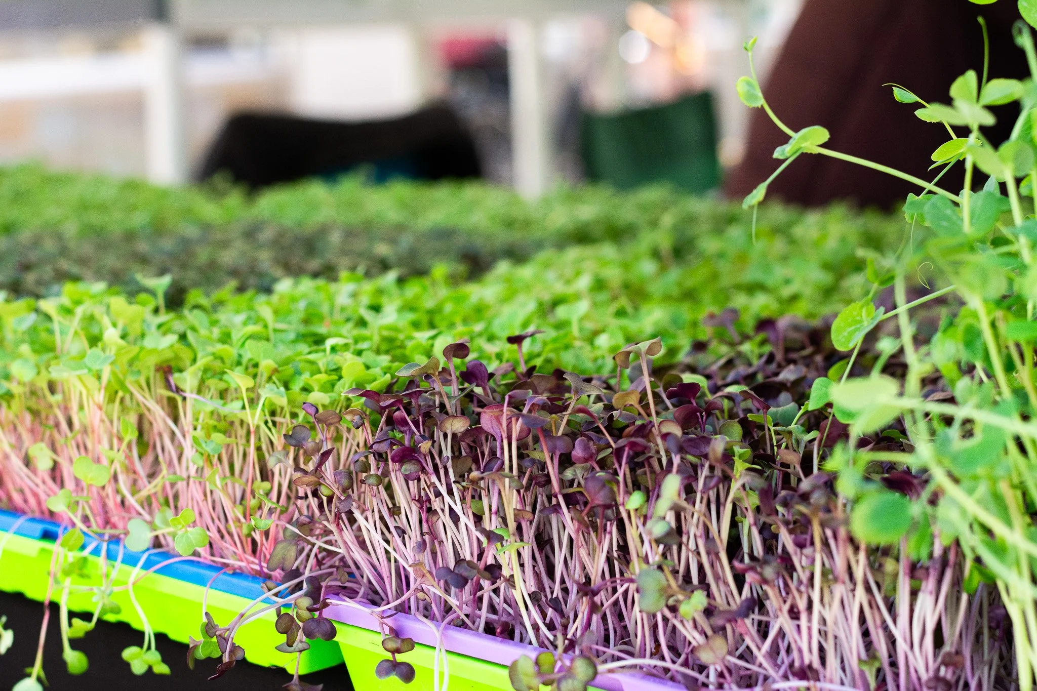 A Farmers Market Story