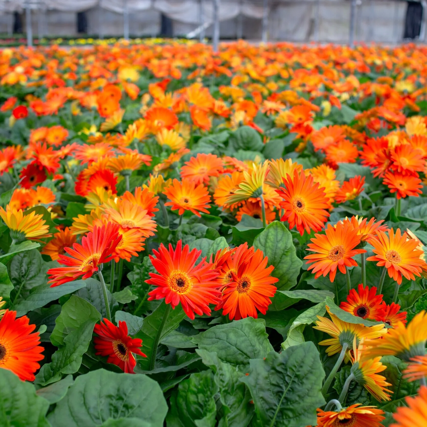 Gerbera-Milgro-1.jpg