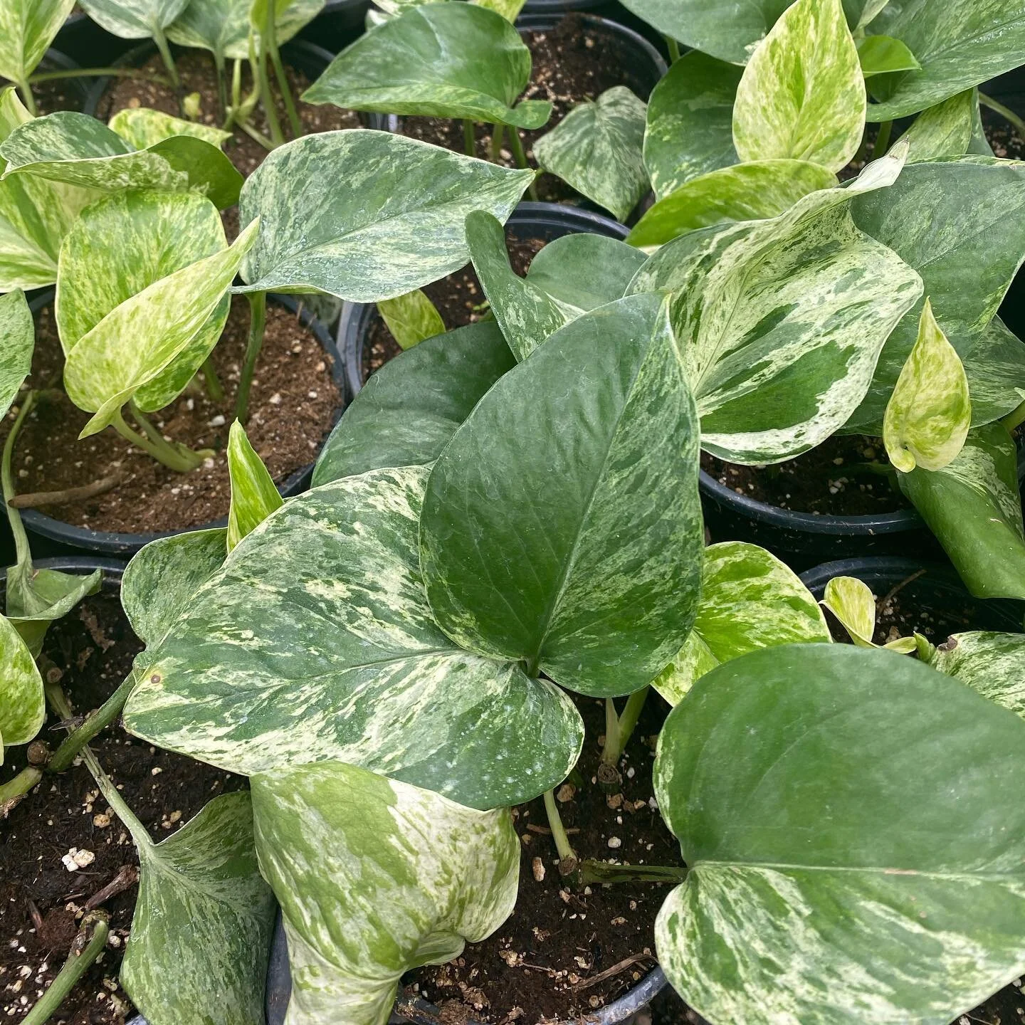 Welcome to the family, Pothos!! It&rsquo;s always exciting to introduce new plant varieties to our line up and we couldn&rsquo;t be more excited to see these pothos being added to the bunch. 💚🌱
.
.
.
#pothos #plantsofinstagram #bloomingplants #flow