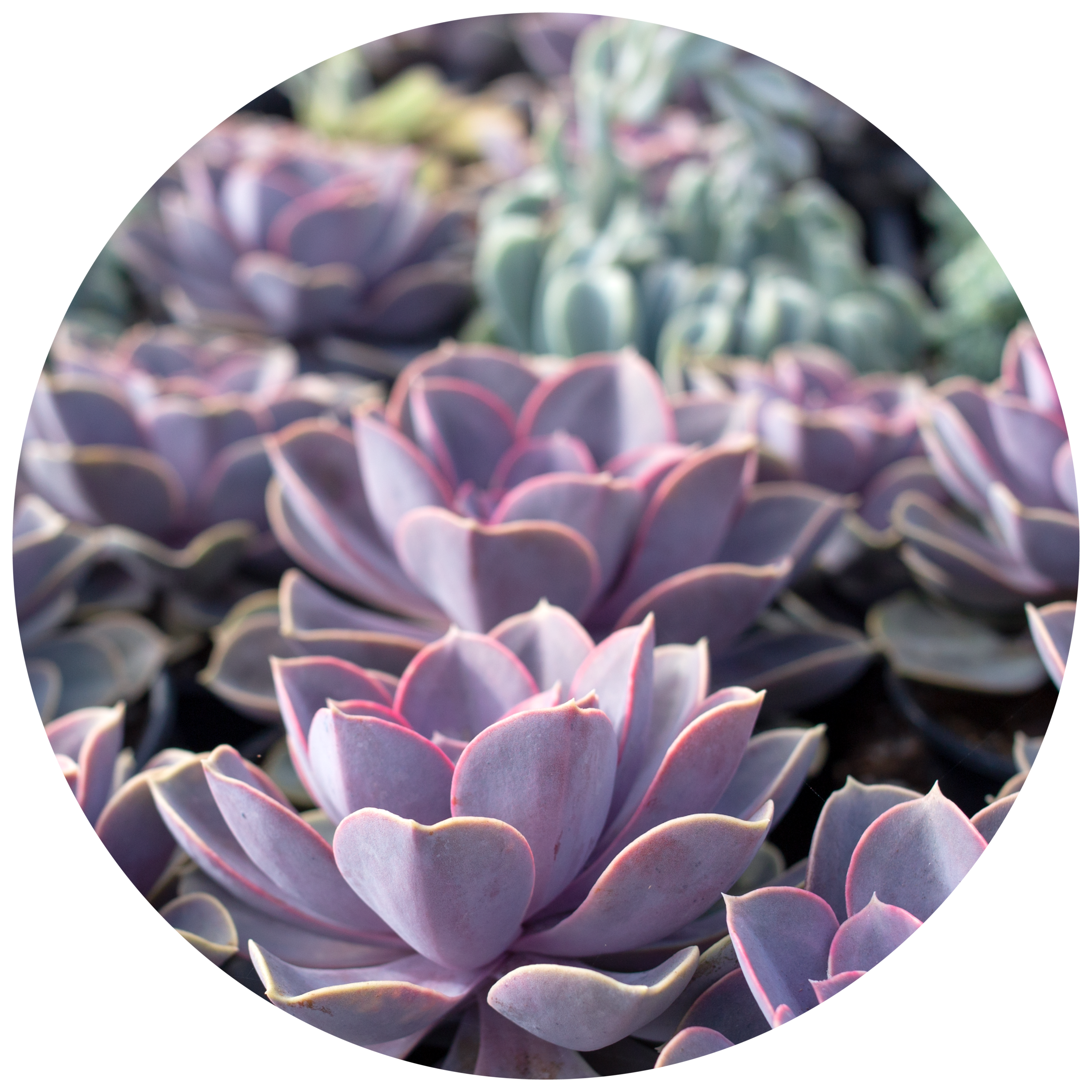 Thumbnails_Succulent.png