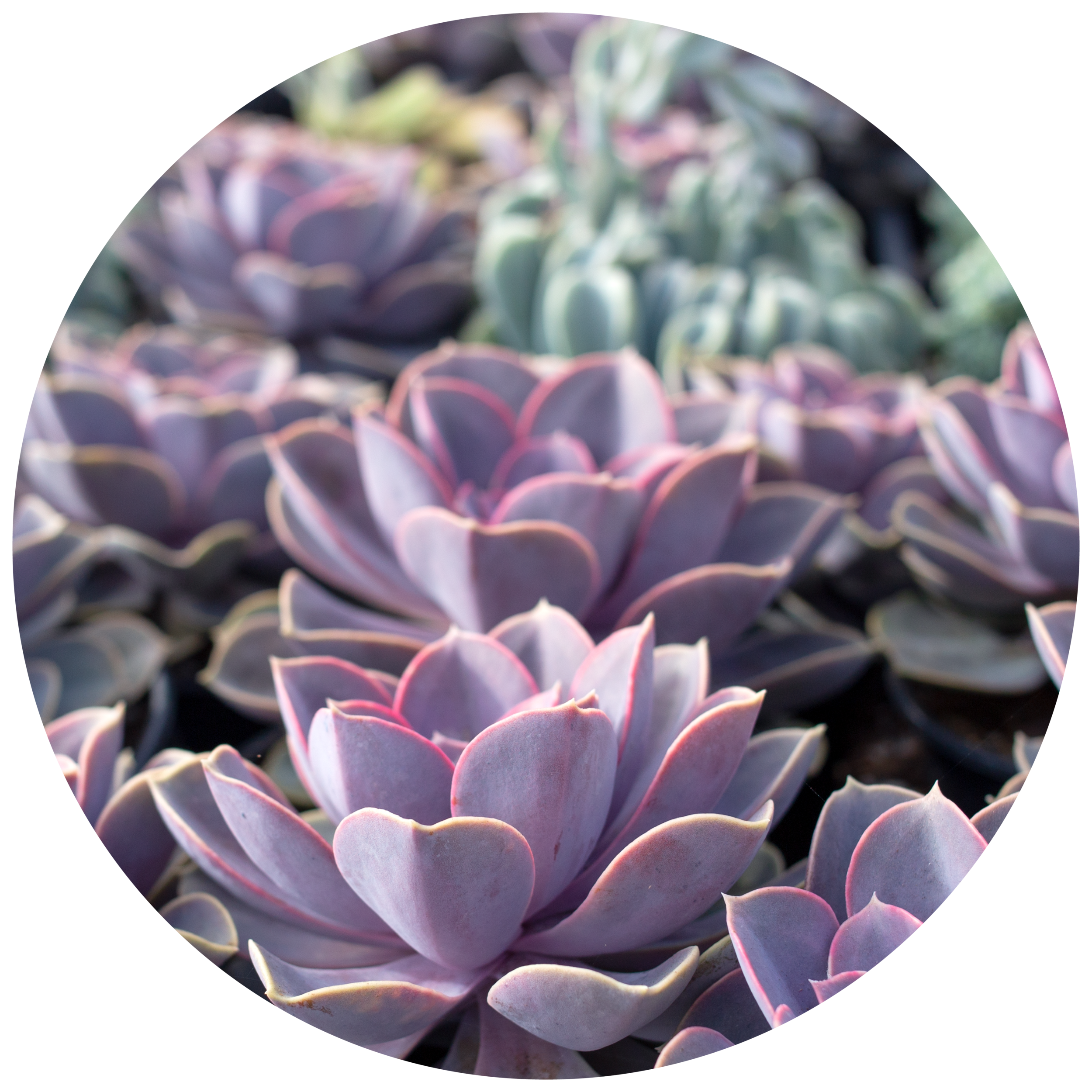 Thumbnails_Succulent.png