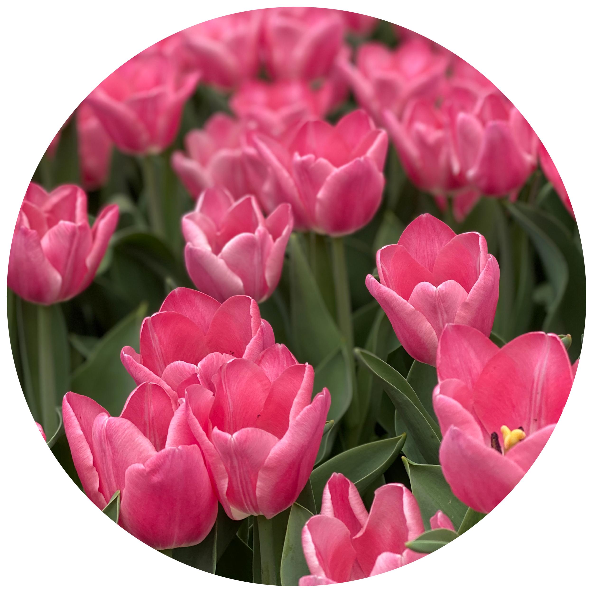Thumbnails_Tulip.png