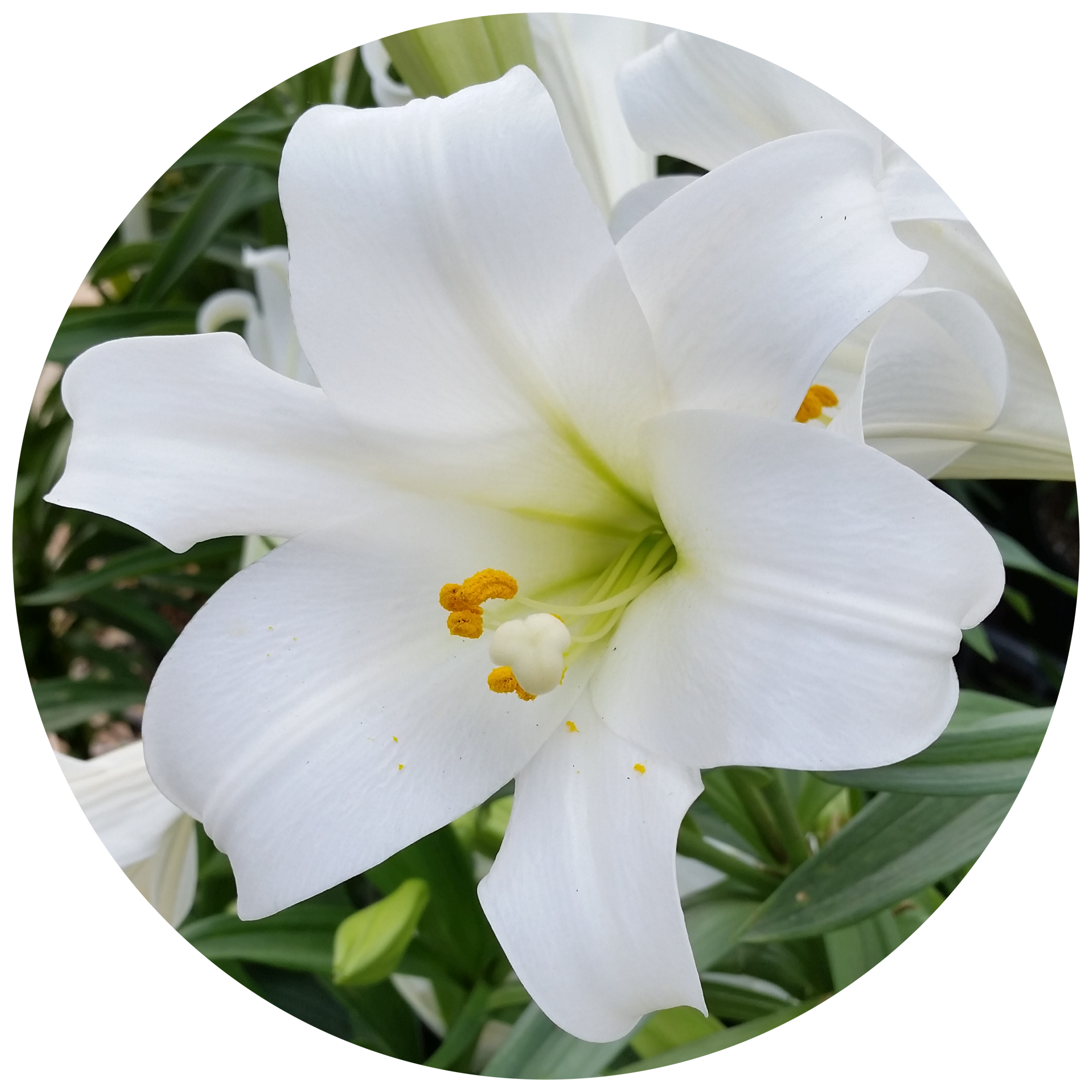 Thumbnails_Easter Lily.png