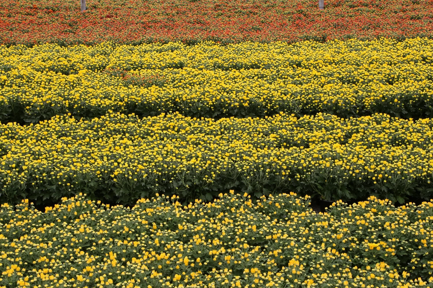 Our Flowers — Milgro Nursery