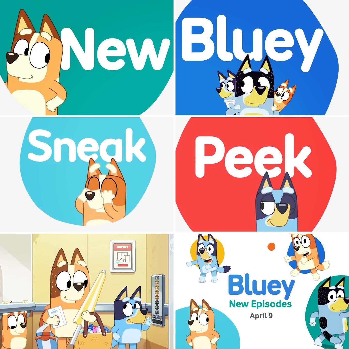 This looks like it could be the big announcement coming!
Shared the video on Facebook but can&rsquo;t seem to get it over to Insta so here are some screen shots!
New episodes&hellip;. April 9!!!
.
.
@officialblueytv #Bluey #blueyrecaps #heelerfamily 