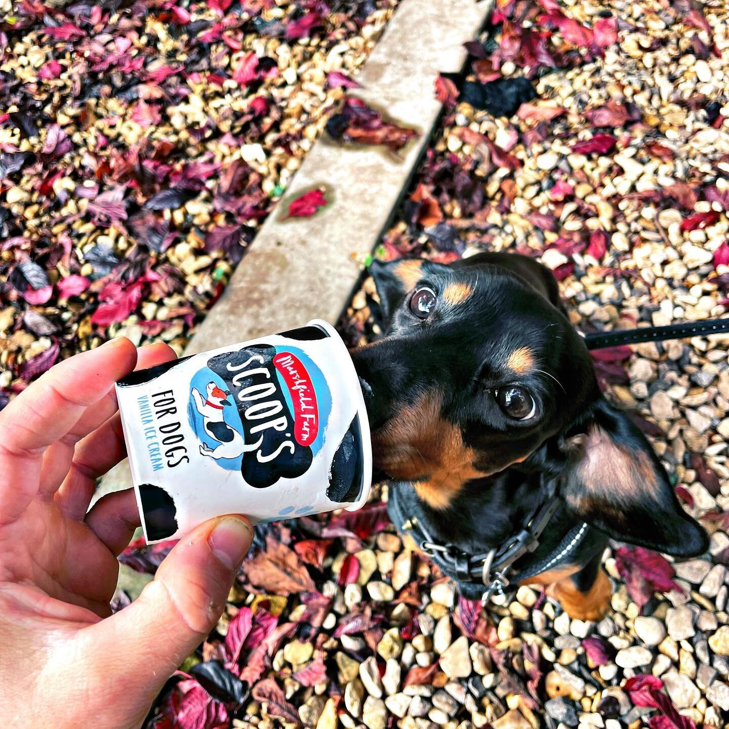 Treats For Doggo?🐶 Ozzie loved his little taster of marshfield ice cream! 
&bull;
We&rsquo;ve got lots of these in stock plus loads of other delicious flavours from Marshfield for us humans☀️
&bull;
#theorchardcoffeeandco #icecream #marshfield #dog 