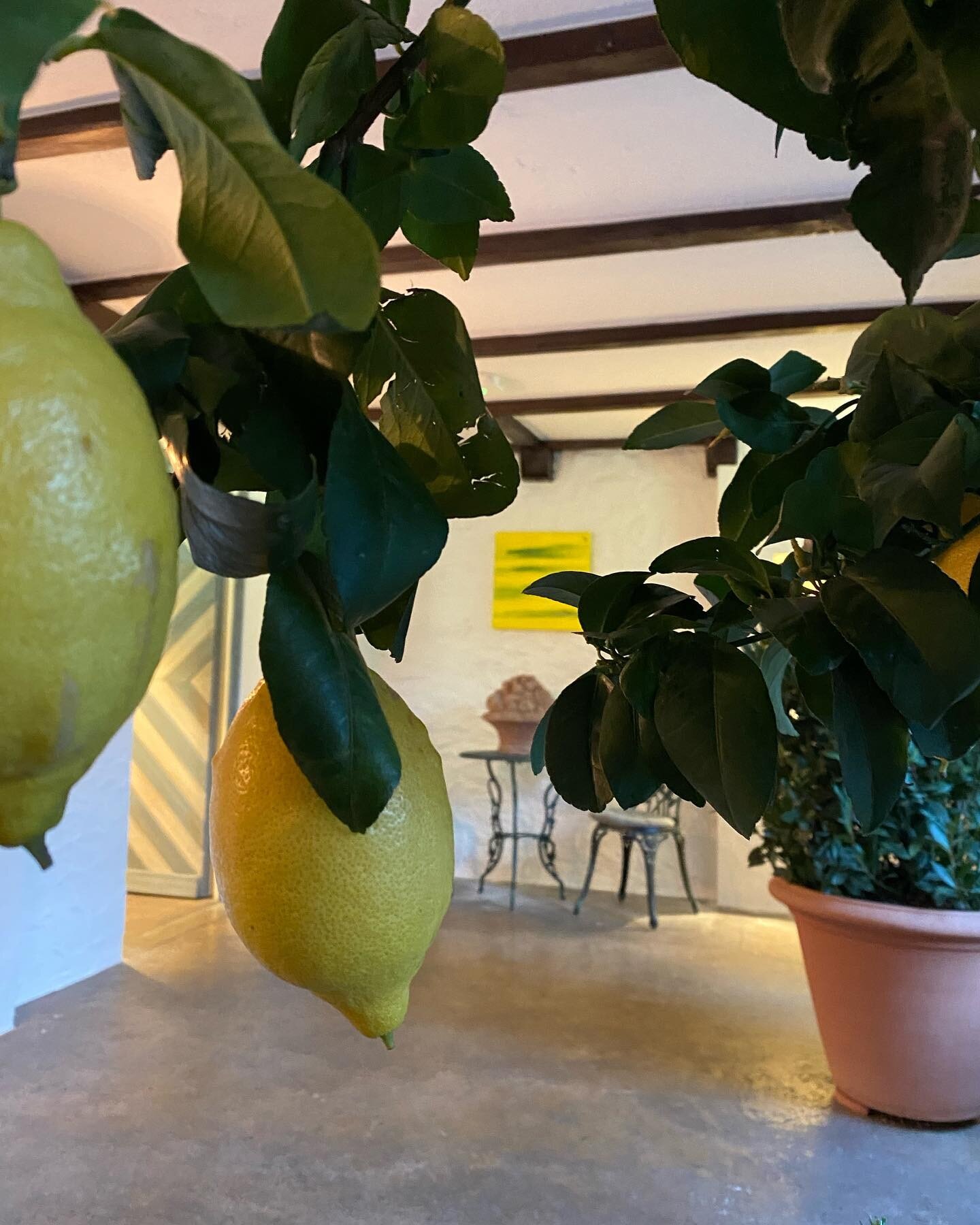 Orangerie 🍋 #orangerie #terracotta #pots #indoor #lemon #gew&uuml;rze #indoorgarden #innenbegr&uuml;nung #green #luzern
