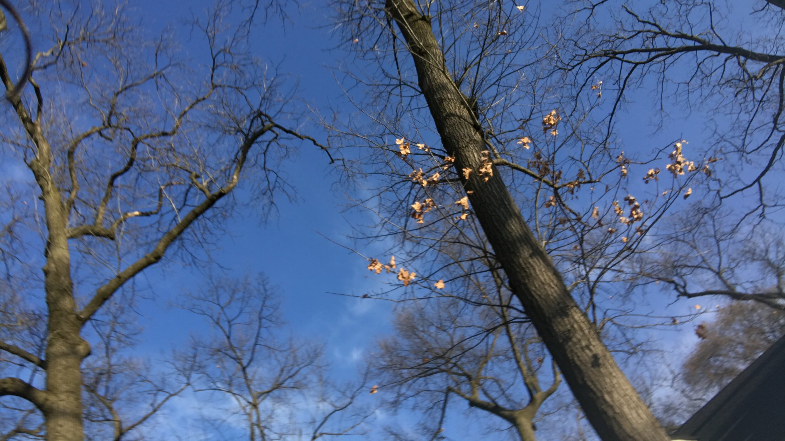 Trees are sensitive by Rhys W.