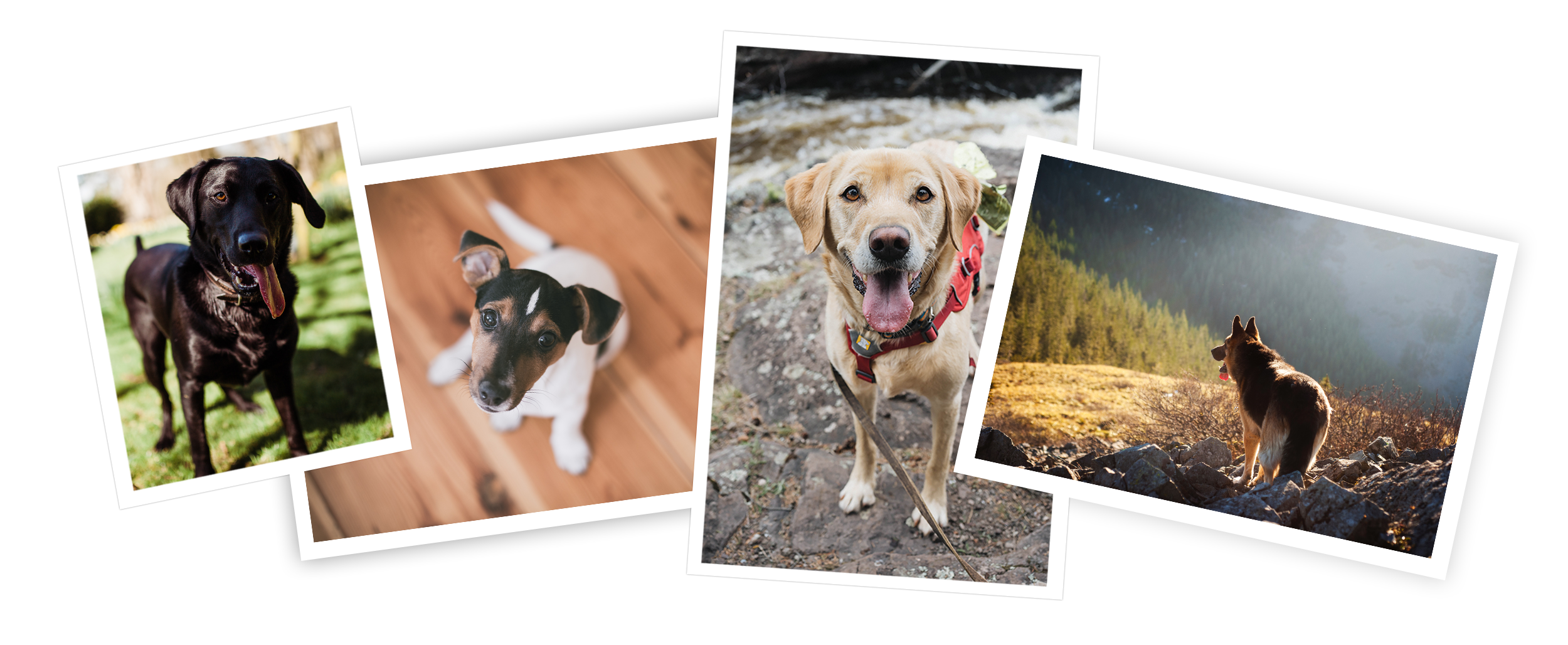 Foppers Gourmet Pet Treat Bakery