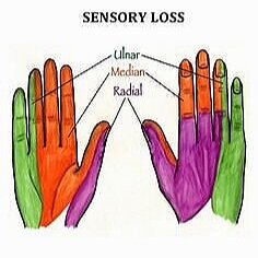 Nerve Innervation of the Hand
