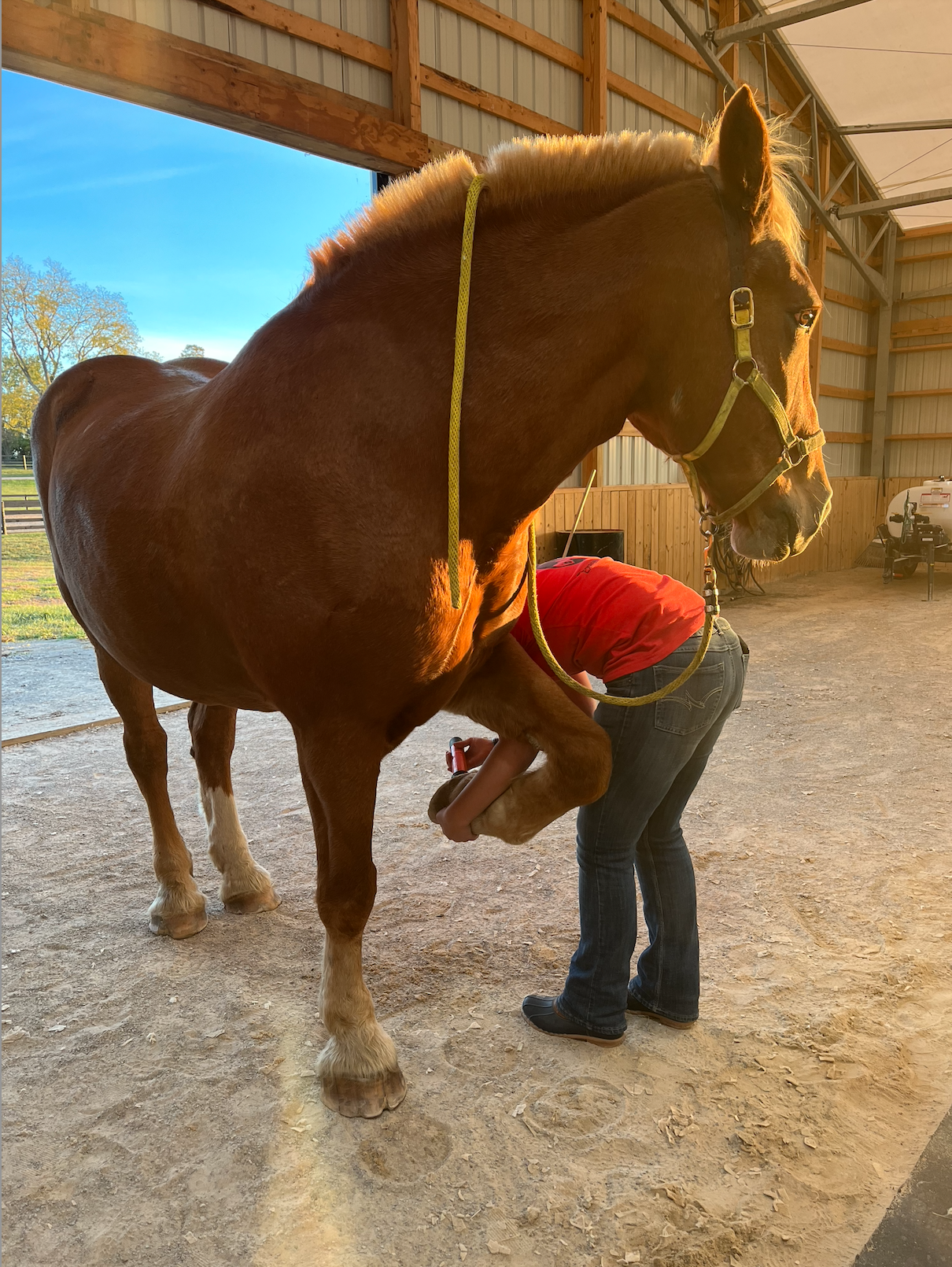 Caring For Hooves!