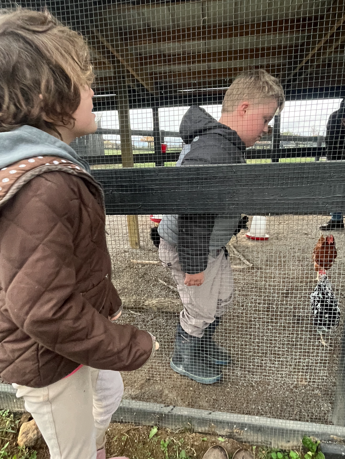 Benefits of Socialization at the Farm