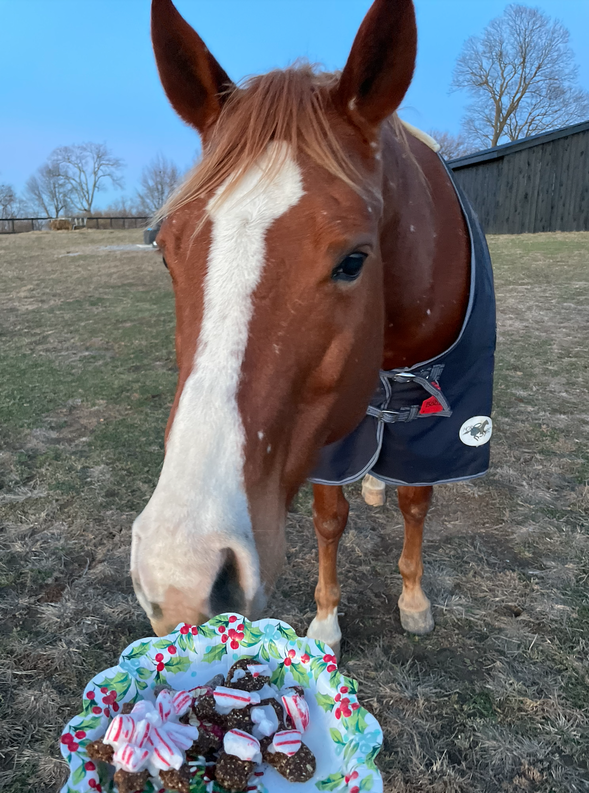 What is horse appreciation?