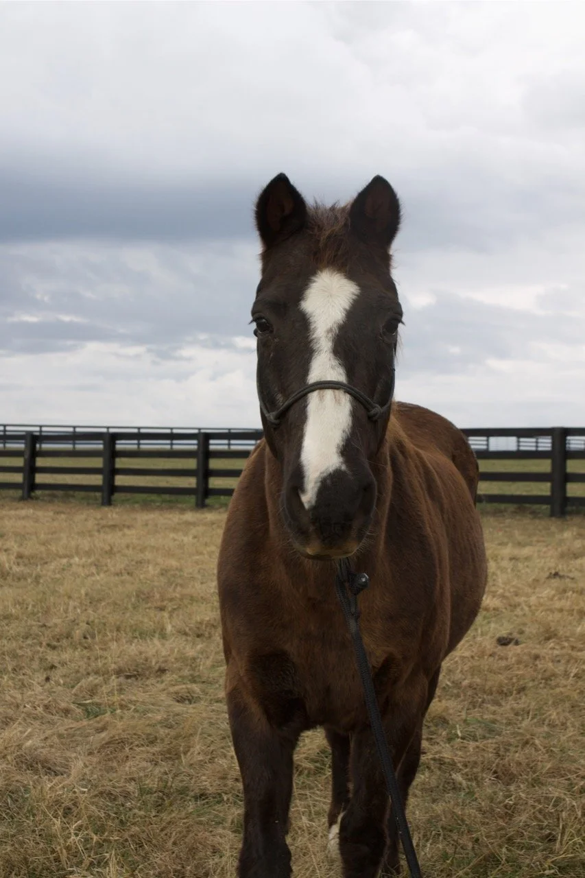 Horse Feature- Dutton