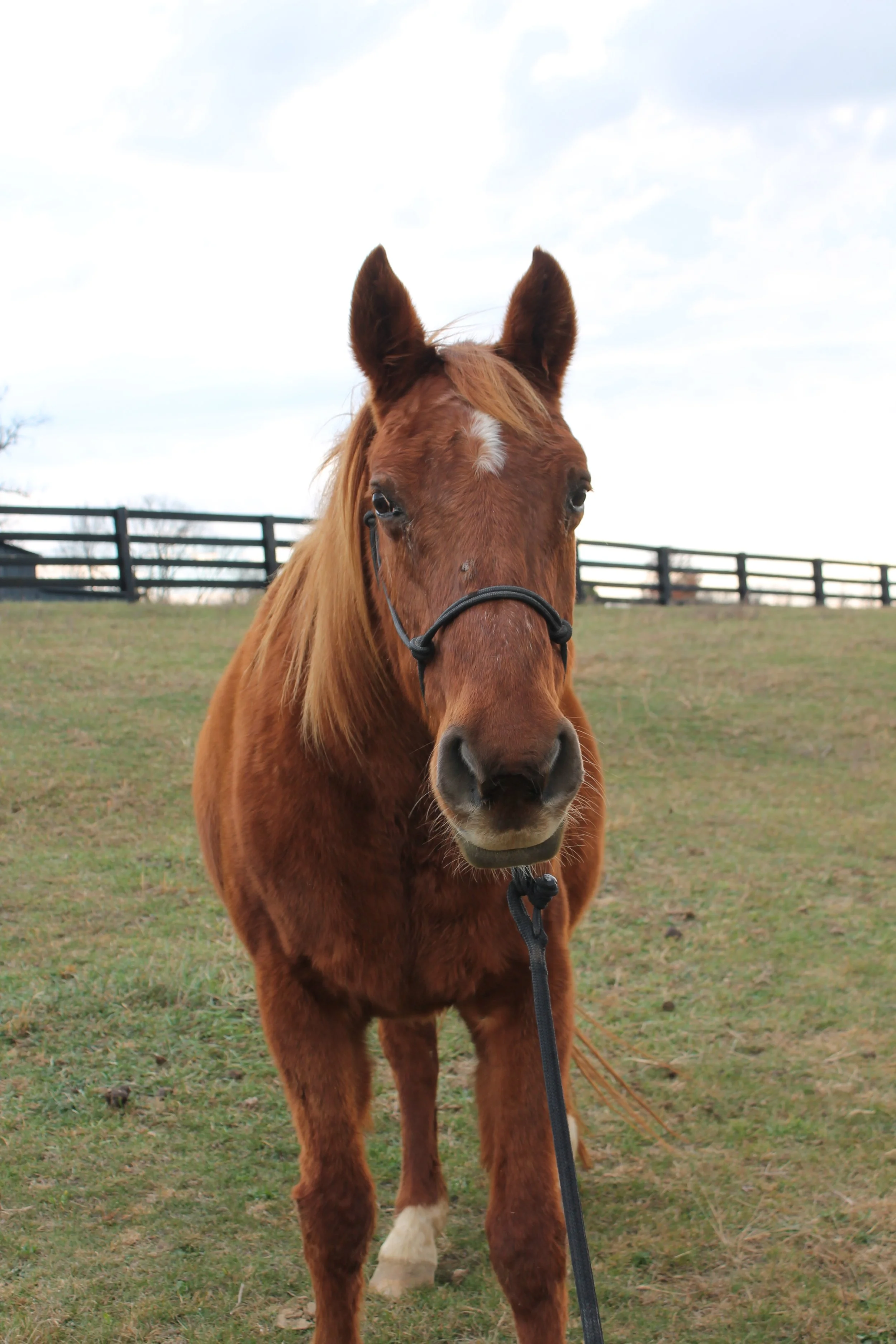 Horse Feature: Scarlet