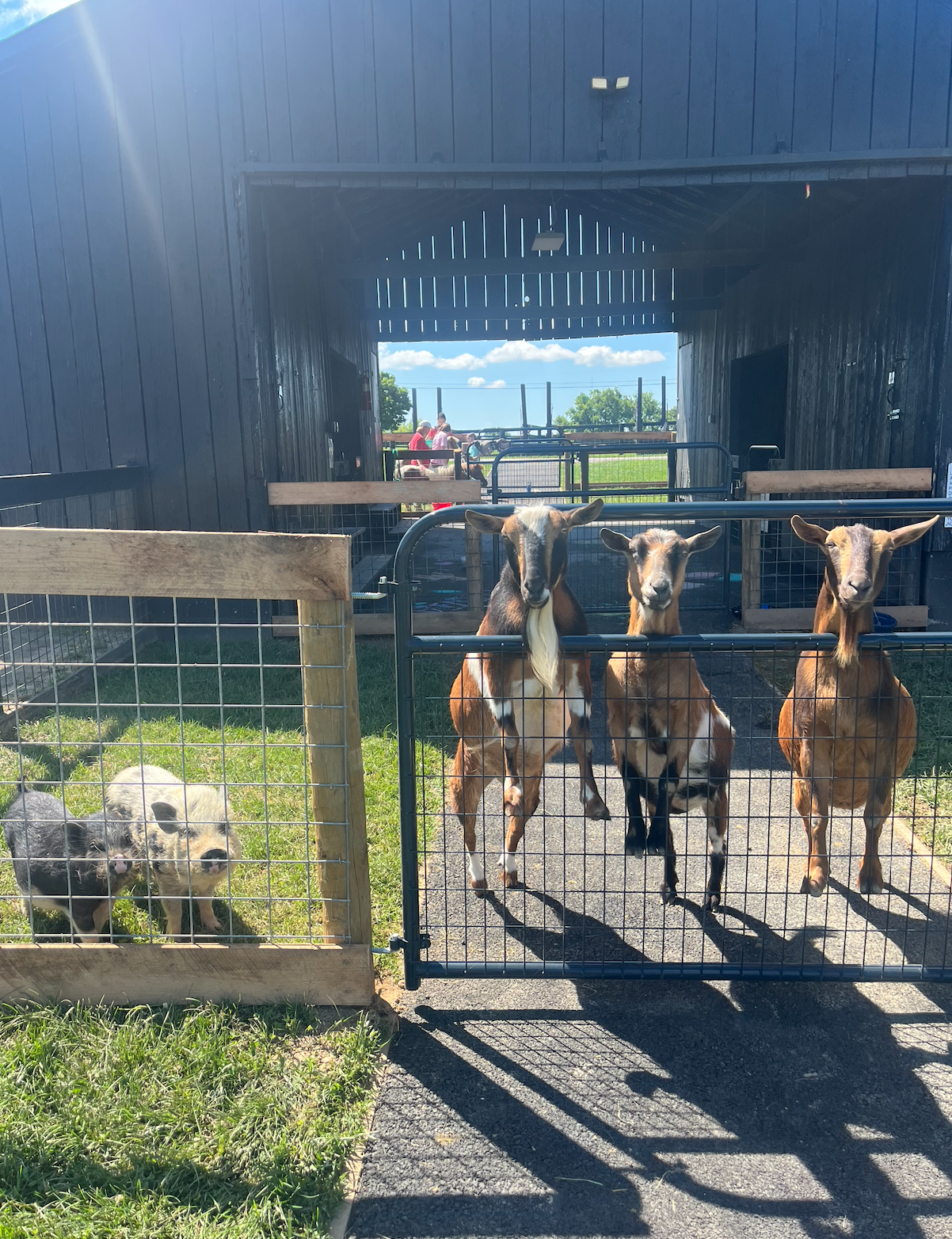 Barnyard Improvements